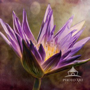 This image of a lotus flower has been transformed into an oil painted fine art image. I digitally