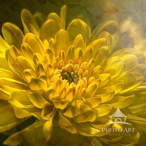 This image of a Dahlia photographed in Hamburg New York. This was a flower arrangement that my