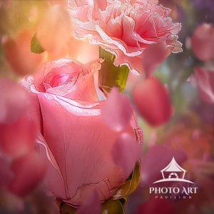 This image of pink roses photographed in Hamburg New York. This was a flower arrangement that my