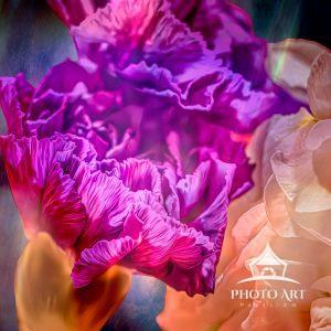 This image of a carnation flower photographed in Hamburg New York. This was a flower arrangement