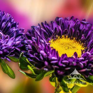 This image of a Mum photographed in Hamburg New York. This was a flower arrangement that my sister