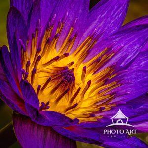 This image was captured at theMcKee Botanical Gardens, Vero Florida. They are known for their