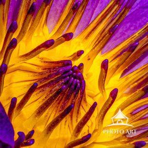 This is an image of a Lotus Flower which is cropped in very heavy for a macro feel. Hand Painted