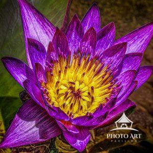 McKee Botanical Gardens is known for their beautiful Lotus flowers. I captured this beautiful