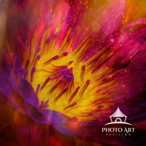 A beautiful impressionistic design to this lotus flower captured in Florida. Processed brightly