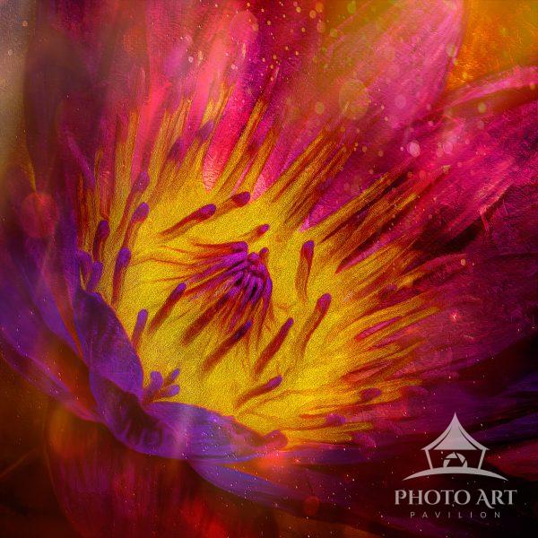 A beautiful impressionistic design to this lotus flower captured in Florida. Processed brightly
