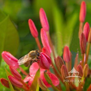 The bee makes many stops on many flowers, including Nora Grant Ixora flowers, to pick up pollen.