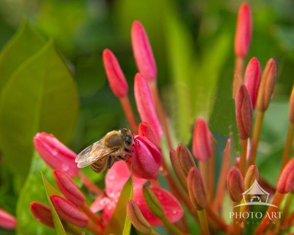 The bee makes many stops on many flowers, including Nora Grant Ixora flowers, to pick up pollen.