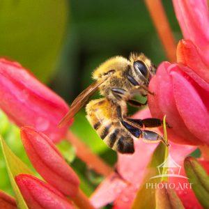 The bee makes many stops on many flowers, including Nora Grant Ixora flowers, to pick up pollen.