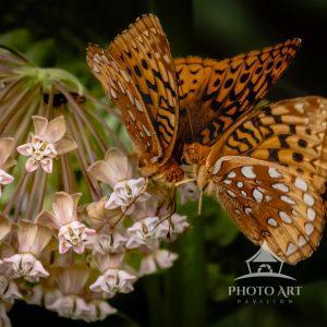 Two butterflies gather on blooming milkweed in a peaceful display of harmony and abundance. Rich
