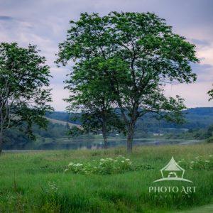 Soft evening light settles across a lakeside meadow where ancient trees stand quietly over the