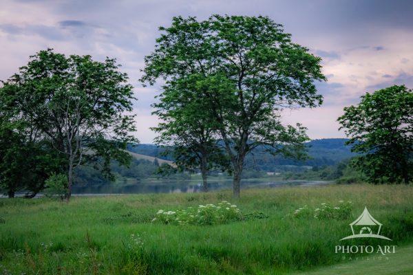 Soft evening light settles across a lakeside meadow where ancient trees stand quietly over the