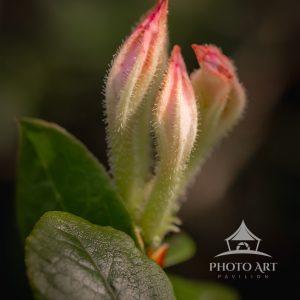 Soft light illuminates delicate flower buds moments before blooming. This fine art macro photograph