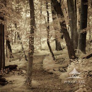 A softly glowing woodland trail invites the viewer beyond the familiar into a place of stillness.