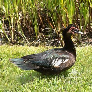 The Common Moorhen is a marsh, wetlands bird. These birds are in the south part of of Florida