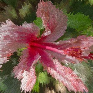 Hibiscus is a genus of flowering plants in the mallow family, malvaceae.
