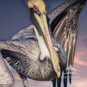 A brown pelican that is molting into breeding plumage clowns around for attention on a boat dock.