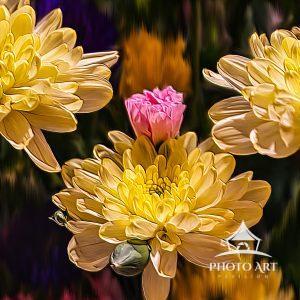 This is an image of one carnation surrounded by yellow mums. Cropped to tell a story of being in a