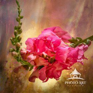 This is a beautiful image of a flower reaching up towards the sun. I processed this image by