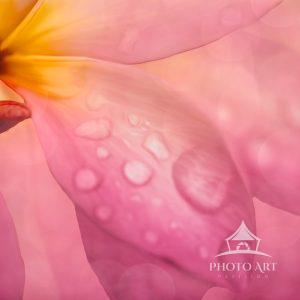 This images was captured from my back yard after the rain. A beautiful macro image which was then