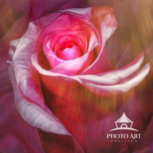 I captured this image of a Beautiful Rose from my sister's bouquet sitting on her kitchen table.