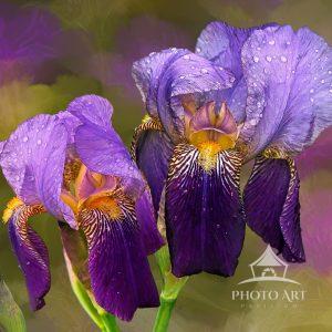 This image of my favorite flower, the Iris was captured in my sister's yard. I digitally hand