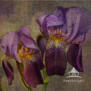 This image of my favorite flower, the Iris was captured in my sister's yard. I digitally hand