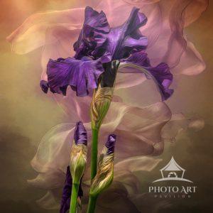 This dancing image of a Iris was captured and processed by digitally hand painting it, then blending