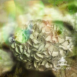 For this image of a hydrangea, I decided to digitally hand painted it, added multiple textures and
