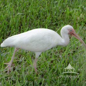 White Iris is a water bird in the wetlands.