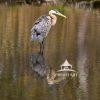 It was a beautiful site getting to watch this blue heron wade through the water. So many
