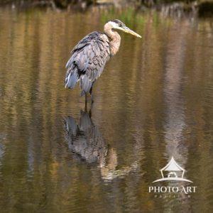 It was a beautiful site getting to watch this blue heron wade through the water. So many