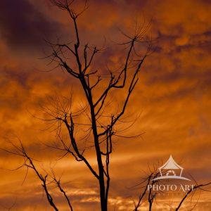 I love the contrast of the branches and the orange sunset.