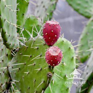 The Mexican Cactus (NOpalP is sacred to Aztec mythology and still serves as a culinary food.
