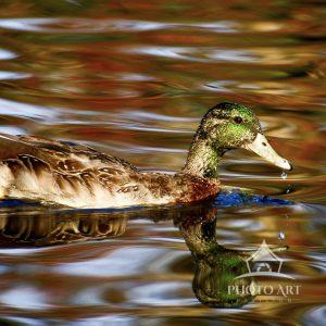 I love how this duck looks on the reflection .