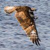 With eyes that can spot a fish from more than 100 feet above the water, the Osprey is one of