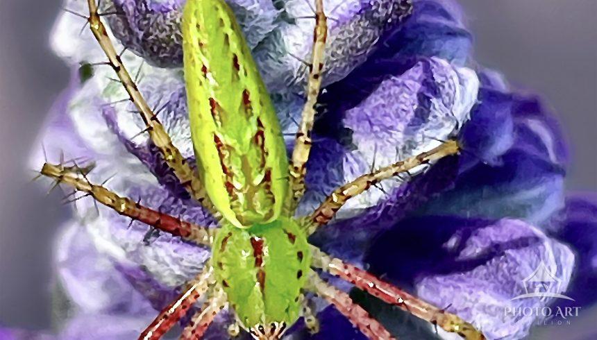 A vibrant green lynx spider is perched on a purple flower. The contrast between the spider's vivid