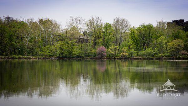A lone flowering tree on Lake Kittamaqundi, Town Center, Columbia, Maryland.