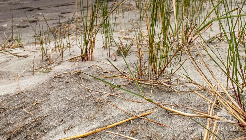 Young beach grass establishing a new dune to hold back the ocean.