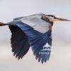 For a fleeting moment at Utah’s Bear River Migratory Bird Refuge, time seemed to stand still. A