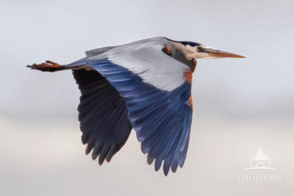 For a fleeting moment at Utah’s Bear River Migratory Bird Refuge, time seemed to stand still. A
