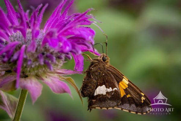Nature rarely announces its most meaningful moments. A skipper butterfly resting among vibrant bee