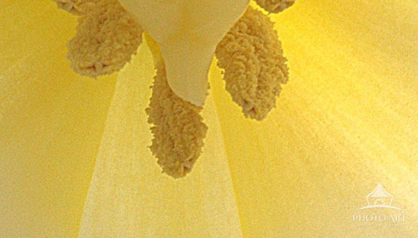 Reproductive structures of a yellow tulip with pollen falling within the petals.