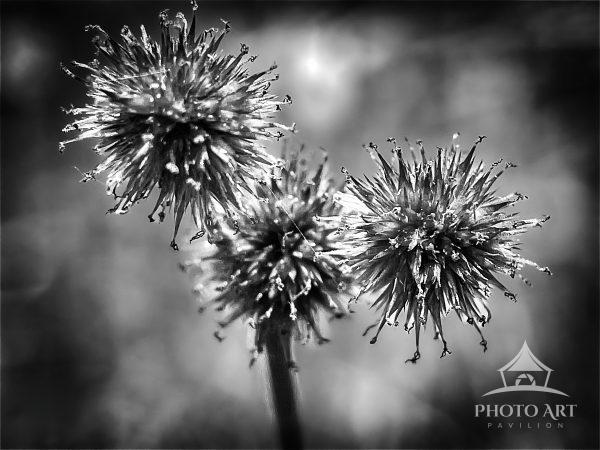Three rush flowers are captured in striking detail against a soft focus background. The black and