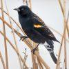 Some birds fly from branch to branch without a second glance. This one chose to linger. Perched