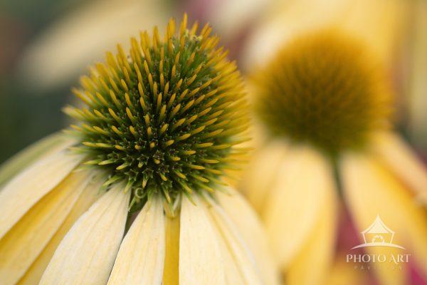Macro image of yellow coneflowers.