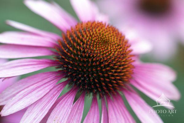Macro image of Purple Coneflower.