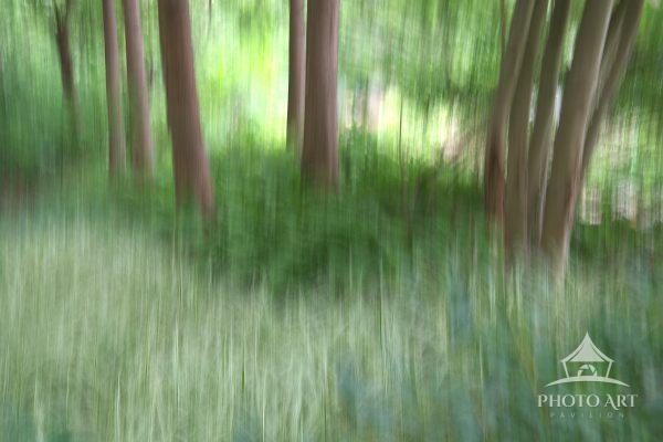 A slow vertical pan captures the peaceful essence of summer woodland. By blending the birch trees