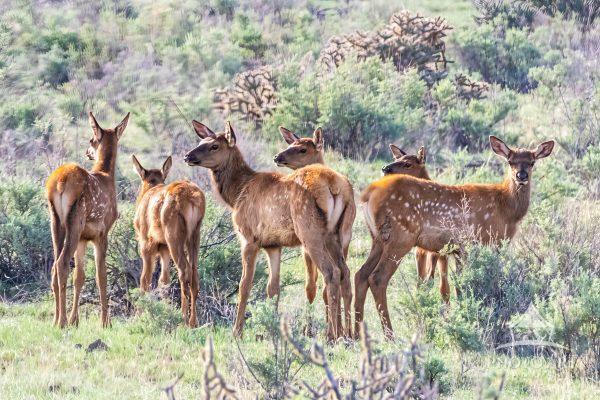 Newborn calves are born in late May to June, weighing about 30 to 35 pounds. they can gain a pound a