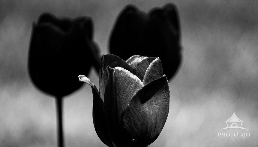 Standing gracefully apart, the tulip becomes a symbol of quiet strength and understated beauty. Soft